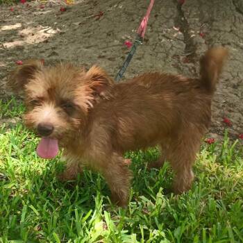 Carl -  Yorkshire Terrier Dog for Adoption in Harlingen, Texas - Carl | PetCurious
