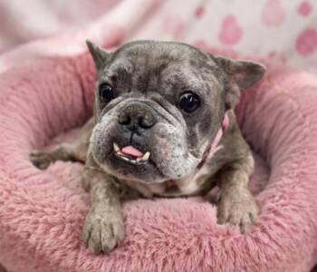 GRUMPY -  French Bulldog Dog for Adoption in Margate, Florida - GRUMPY | PetCurious