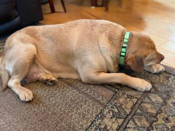 Labrador Retriever Dogs Available for Adoption - Rhoshene Ruby | PetCurious