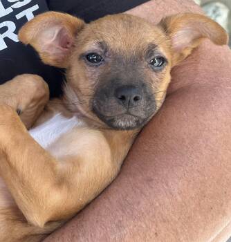 HAZEL -  Chihuahua Dog for Adoption in Los Angeles, California - HAZEL | PetCurious