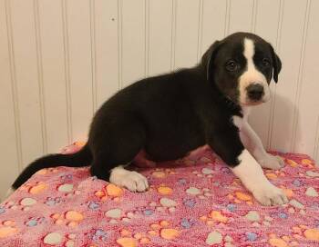 Great Dane Dogs Available for Adoption in Santa Clarita, California - Stokely | PetCurious