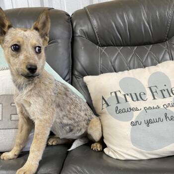 Cattle Dog Dogs Available for Adoption - Roo | PetCurious