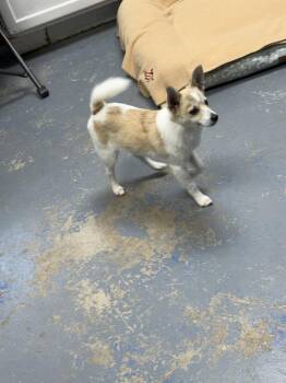 Pomeranian and Rat Terrier Dogs Available for Adoption - Sammy | PetCurious