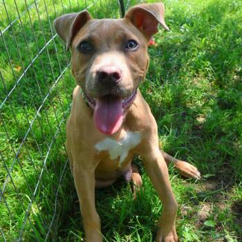 Flubber -  Terrier Dog for Adoption in South Elgin, Illinois - Flubber | PetCurious
