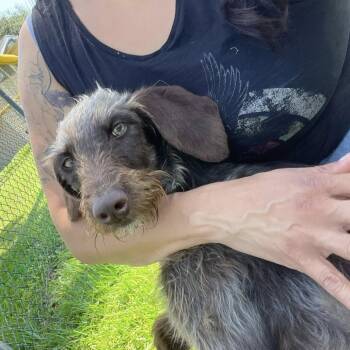 Rescue German Wirehaired Pointer Dogs for Adoption in Santa Rosa, California - JJ (Lancaster, California) | PetCurious
