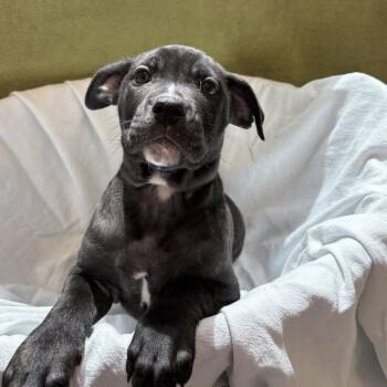 St Louis -  Pit Bull Terrier and Mixed Breed Dog for Adoption in Chatham, Virginia - St Louis | PetCurious