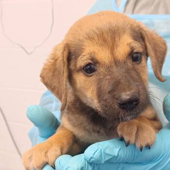 Tate -  Labrador Retriever and Catahoula Leopard Dog Dog for Adoption in Hattiesburg, Mississippi - Tate | PetCurious