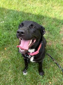 Lyla -  Labrador Retriever Dog for Adoption in Glenfield, New York - Lyla | PetCurious