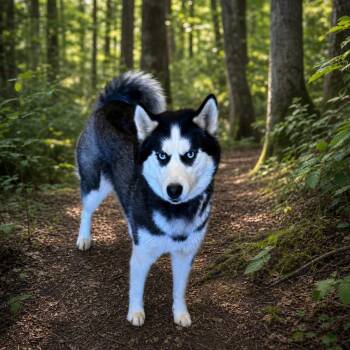 Sica -  Husky Dog Available for Adoption in Hot Springs, South Dakota - Sica | PetCurious