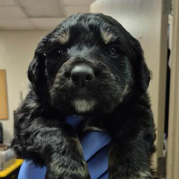 Black Labrador Retriever Dogs Available for Adoption in Birmingham, Alabama - Poe | PetCurious