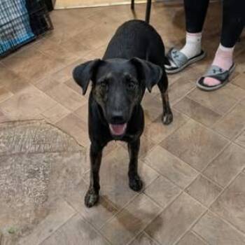 Terri -  Mixed Breed Dog for Adoption in Boaz, Alabama - Terri | PetCurious