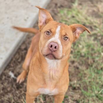 Rescue Cattle Dog and Terrier Dogs for Adoption in Enid, Oklahoma - Roux | PetCurious
