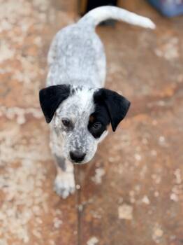 Australian Cattle Dog Blue Heeler and Cattle Dog Dogs Available for Adoption in Fort Lupton, Colorado - Zaruma | PetCurious