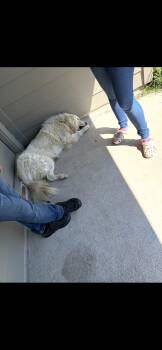 Great Pyrenees Dogs Available for Adoption - Chief HTX | PetCurious