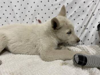 Husky and Mixed Breed Dogs Available for Adoption in Modesto, California - A609891 | PetCurious