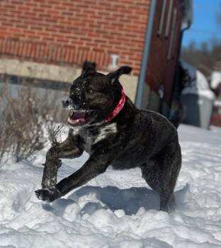 Bradley -  Mixed Breed Dog for Adoption in Cincinnati, Ohio - Bradley | PetCurious