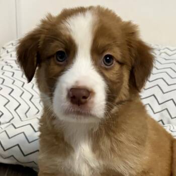 Australian Shepherd and Mixed Breed Dogs Available for Adoption in Normal, Illinois - Firecracker | PetCurious