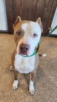 Rescue Pit Bull Terrier Dogs for Adoption in Gold Beach, Oregon - Luke | PetCurious