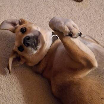 Rescue Hound Dogs for Adoption in Wayzata, Minnesota - Fern | PetCurious