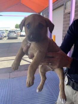 Mixed Breed Dogs Available for Adoption in El Paso, Texas - 60825981 | PetCurious