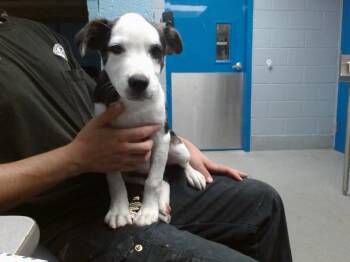 TEXAS -  Catahoula Leopard Dog and Mixed Breed Dog for Adoption in Albuquerque, New Mexico - TEXAS | PetCurious