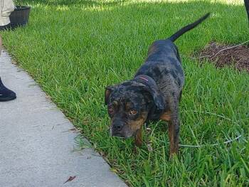LUCARIO -  Bull Terrier and Mixed Breed Dog for Adoption in Fort Lauderdale, Florida - LUCARIO | PetCurious