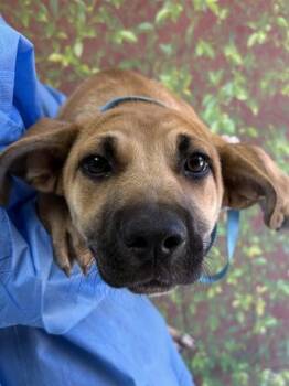 Labrador Retriever and Mixed Breed Dogs Available for Adoption in San Antonio, Texas - Tulip | PetCurious
