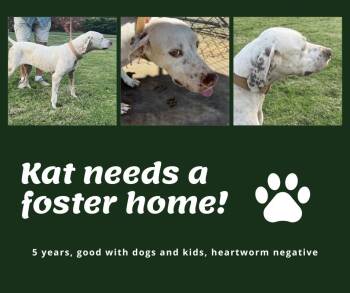 Rescue English Pointer Dogs for Adoption in Bridgeton, New Jersey - Needs Foster Kat (OK) | PetCurious