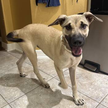 Vida -  American Staffordshire Terrier and Black Mouth Cur Dog for Adoption in Houston, Texas - Vida | PetCurious