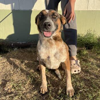 Australian Cattle Dog Blue Heeler Dogs Available for Adoption - Yazmin | PetCurious