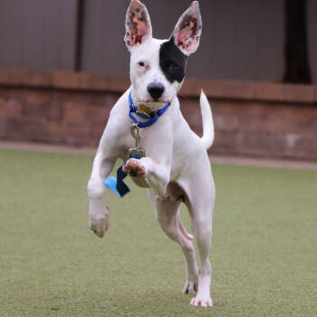 Rescue Mixed Breed Dogs for Adoption in Port Washington, New York - Macaroni | PetCurious