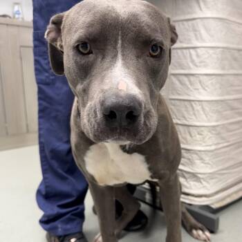 Asher -  Pit Bull Terrier Dog for Adoption in Abilene, Texas - Asher | PetCurious