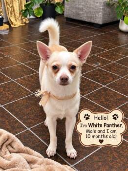 White Panther -  Pomeranian and Chihuahua Dog for Adoption in Cedarburg, Wisconsin - White Panther | PetCurious