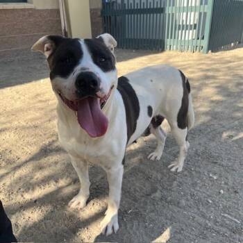 Pit Bull Terrier Dogs Available for Adoption - LUNA | PetCurious