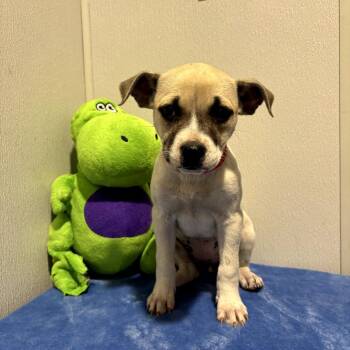 Pointer and Mixed Breed Dogs Available for Adoption in Tampa, Florida - Charm | PetCurious