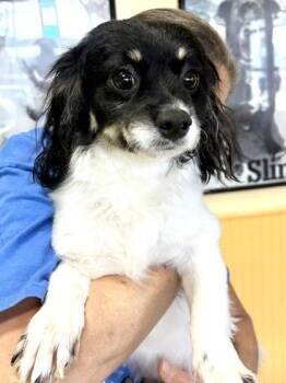 Snoopy -  Shih Tzu and Mixed Breed Dog for Adoption in New Orleans, Louisiana - Snoopy | PetCurious