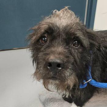 Mixed Breed Dogs Available for Adoption - Rally | PetCurious