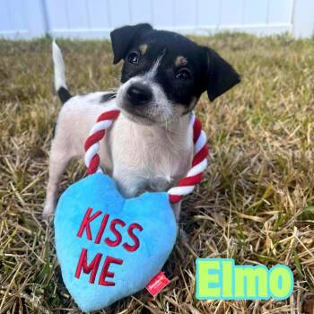 Chihuahua Dogs Available for Adoption - Elmo *Tri-Color Chi-Mix Puppy*  | PetCurious
