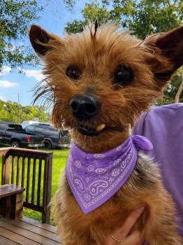 Scruffy -  Yorkshire Terrier Dog for Adoption in Houston, Texas - Scruffy | PetCurious