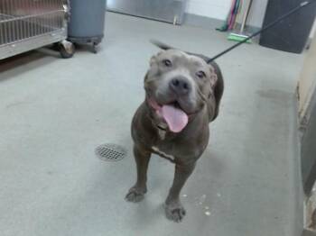 VELVET -  Pit Bull Terrier Dog for Adoption in Salinas, California - VELVET | PetCurious