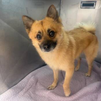 Mochi -  Mixed Breed Dog for Adoption in Philadelphia, Pennsylvania - Mochi | PetCurious
