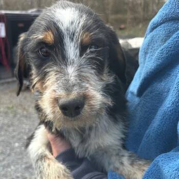 Airedale Terrier and Australian Cattle Dog Blue Heeler Dogs Available for Adoption - Finch Oiseau | PetCurious
