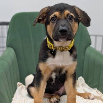 Marlin 06-1621 -  Australian Shepherd and Australian Cattle Dog Blue Heeler Dog for Adoption in Covington, Georgia - Marlin 06-1621 | PetCurious