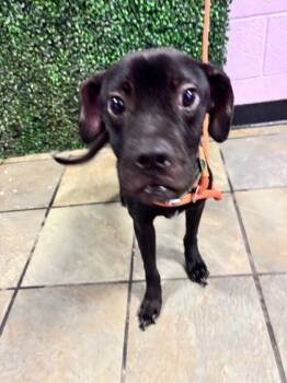 Rescue Boxer and Mixed Breed Dogs for Adoption in El Paso, Texas - 59822605 | PetCurious