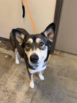 German Shepherd Dog Dogs Available for Adoption - MAYA | PetCurious