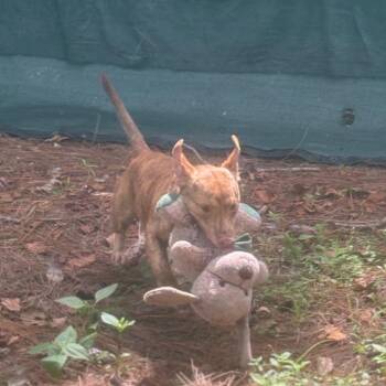 Buzz -  Mixed Breed Dog for Adoption - Buzz | PetCurious
