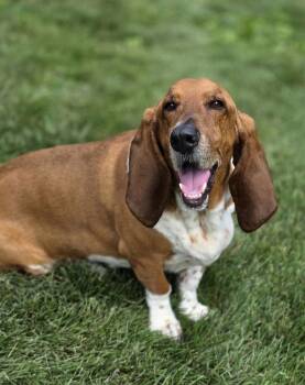 Norman -  Basset Hound Dog for Adoption in Brookville, Ohio - Norman | PetCurious
