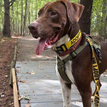 Jaeger -  German Shorthaired Pointer and Mixed Breed Dog for Adoption in Griswold, Connecticut - Jaeger | PetCurious