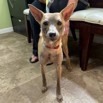 Rescue Mixed Breed Dogs for Adoption in Floresville, Texas - GiGi | PetCurious