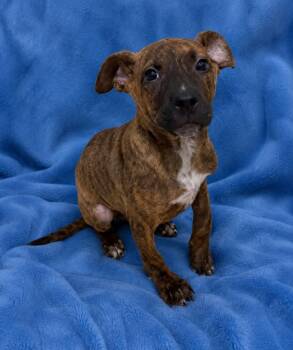 Chip -  Black Mouth Cur Dog for Adoption in Shillington, Pennsylvania - Chip | PetCurious